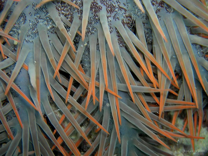 75- Acanthaster.JPG